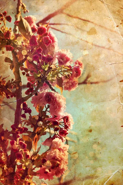 Piękne drzewo wiśniowe kwiaty — Zdjęcie stockowe