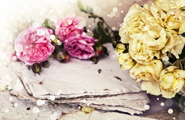 Roze en witte rozen — Stockfoto