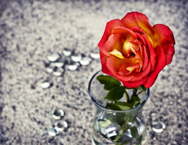 Rose rouge dans un vase en verre — Photo