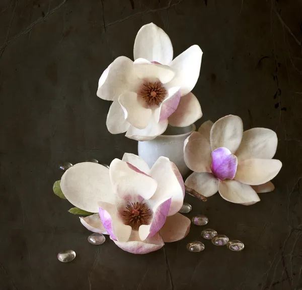 Magnolia blommor — Stockfoto