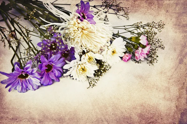 洋甘菊和白菊花 — 图库照片