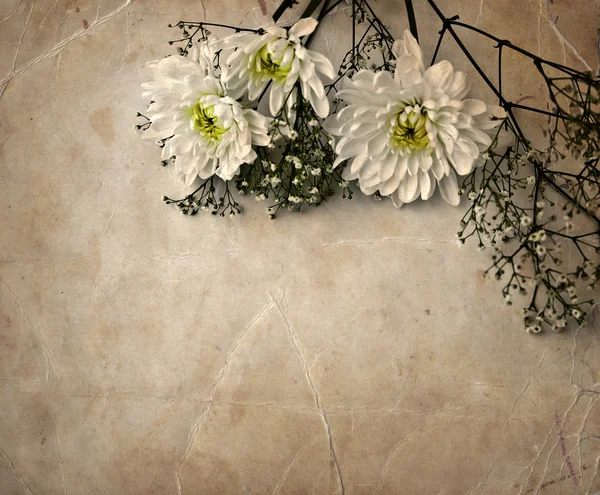 Ромашка і біла хризантема — стокове фото