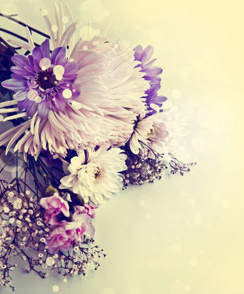 洋甘菊和白菊花 — 图库照片