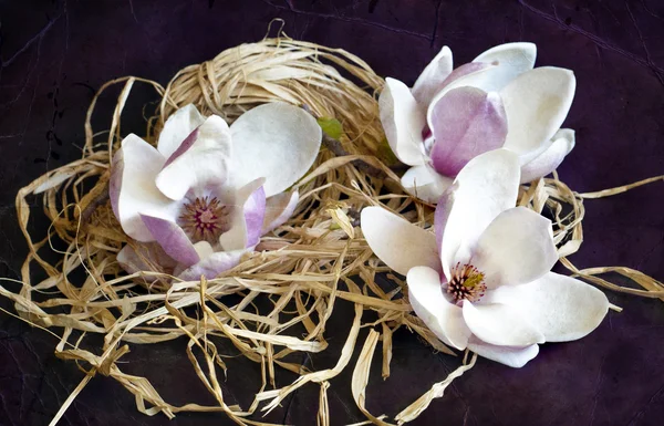 Magnolia bloemen — Stockfoto