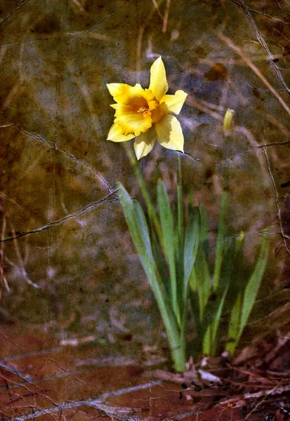 Bela flor narciso fresco — Fotografia de Stock