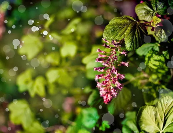 Kleine mooie roze bloemen — Stockfoto