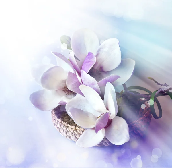 Magnolia flowers and sunrashine — Stock Photo, Image