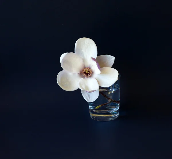 Magnolia blommor — Stockfoto