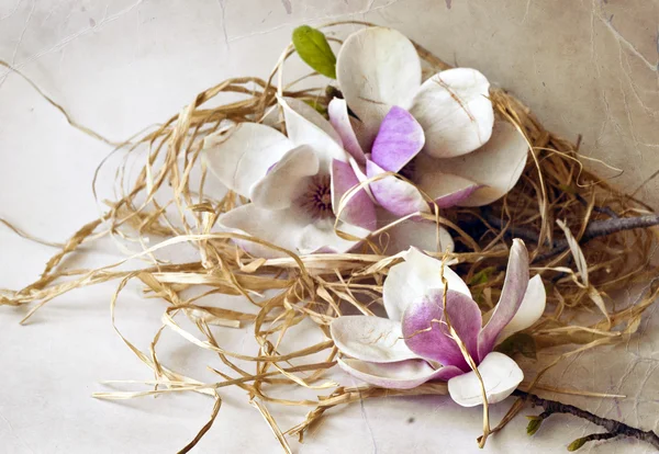 Magnolia bloemen — Stockfoto