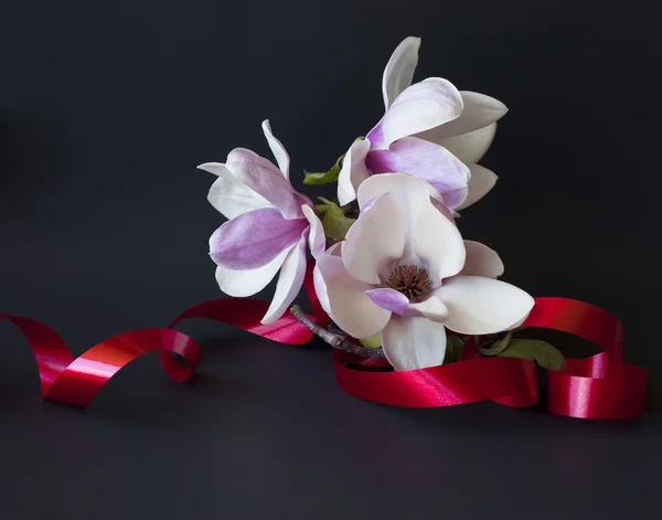 Magnolia bloemen — Stockfoto