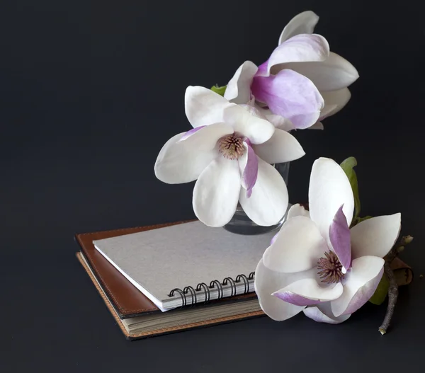 Magnolia blommor med gammal bok — Stockfoto