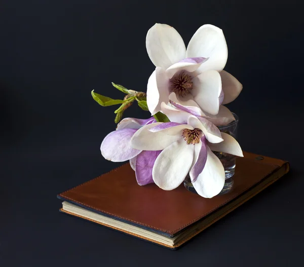 Magnolia blommor med gammal bok — Stockfoto