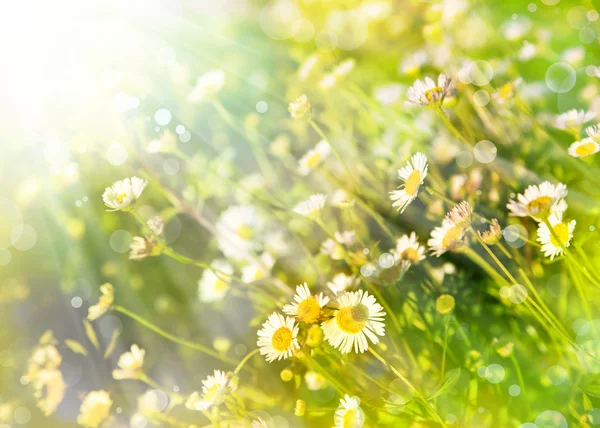 カモミールの花のフィールド — ストック写真