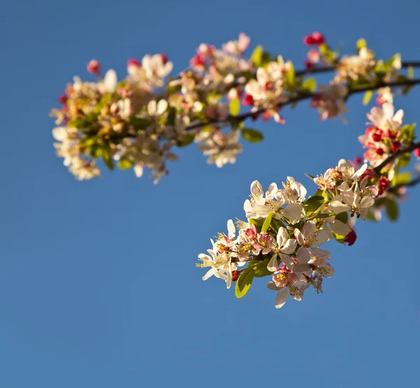 Flowering cherry tree — Stock Photo, Image