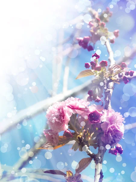 Bellissimi fiori di ciliegio — Foto Stock