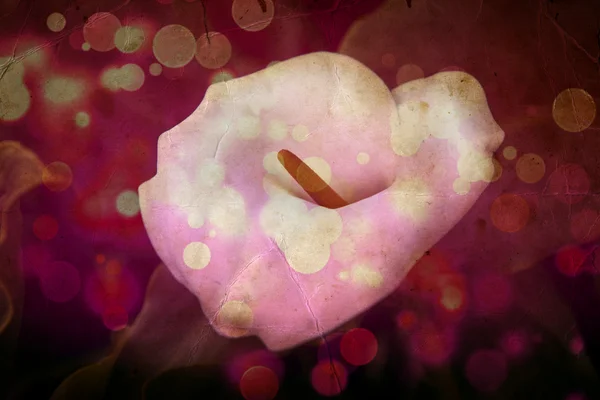 Белоснежные лилии — стоковое фото