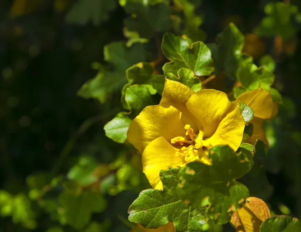 Yellow flowers — Stock Photo, Image