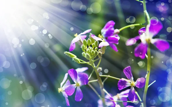 Little beautiful pink flowers — Stock Photo, Image