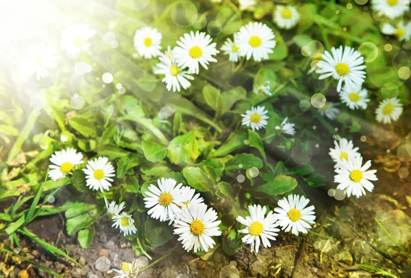 Field of chamomile flowers — Stock Photo, Image