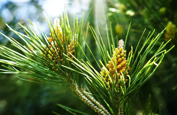 Green fir tree or pine branches — Stock Photo, Image