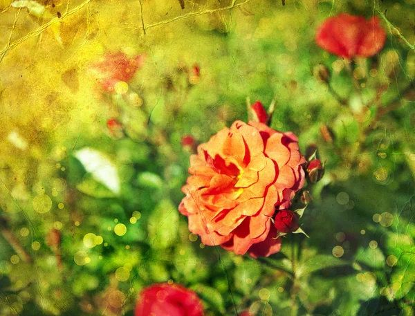 Rosas rosadas con gotas de rocío — Foto de Stock