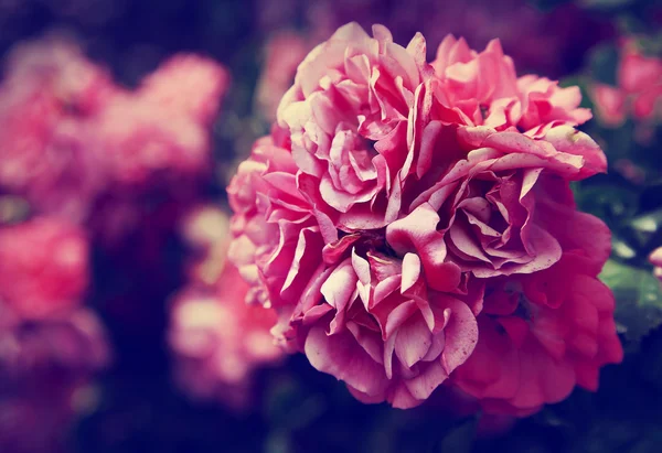 Beautiful pink roses — Stock Photo, Image