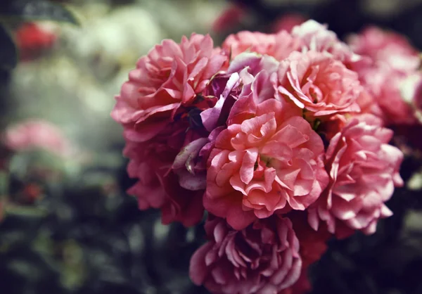 Hermosas rosas rosadas — Foto de Stock