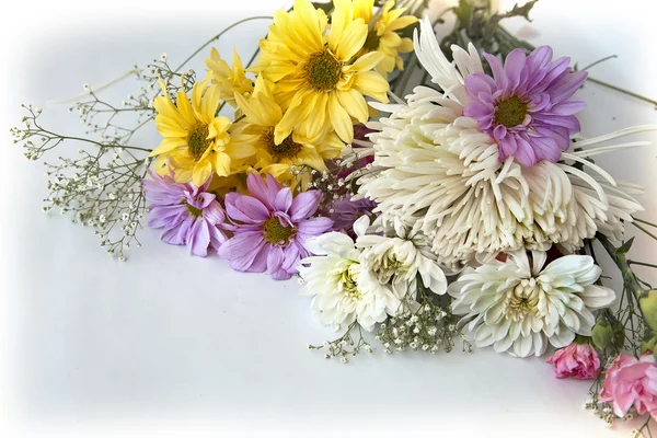 Heřmánek, žlutá a bílá chryzantéma — Stock fotografie