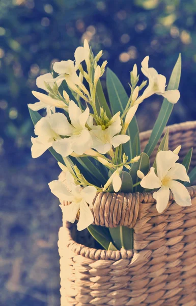 Schöne weiße Blumen mit Korb — Stockfoto