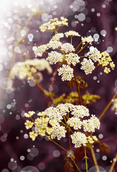 Weiß gefiederte Blüten — Stockfoto