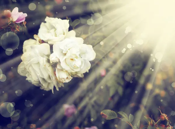 Schöne Rosen — Stockfoto