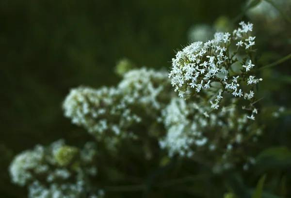 Malé krásné bílé květy — Stock fotografie