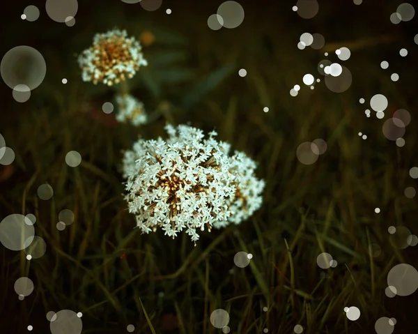Little beautiful white flowers — Stock Photo, Image