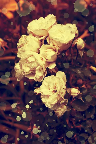 Rosas brancas com gotas de orvalho — Fotografia de Stock