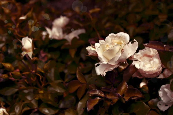 Rosas brancas com gotas de orvalho — Fotografia de Stock