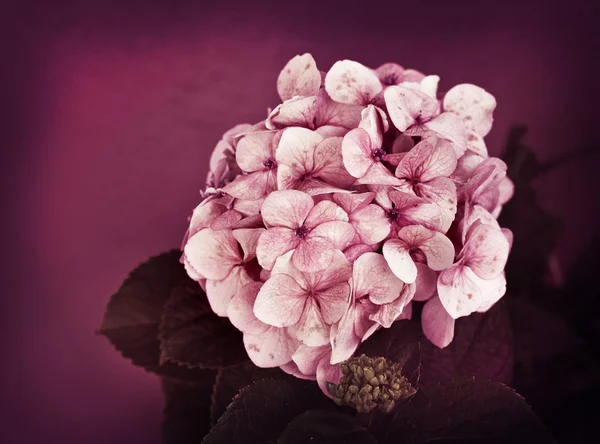 Růžové hortenzie — Stock fotografie