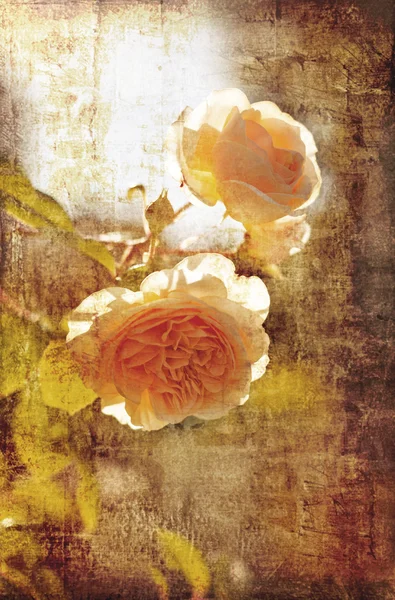 黄色のバラ — ストック写真