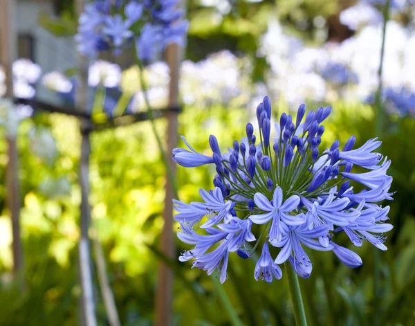 Afrykańska lilia niebieski kwiaty — Zdjęcie stockowe