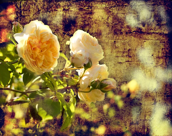 Gelbe Rosen — Stockfoto