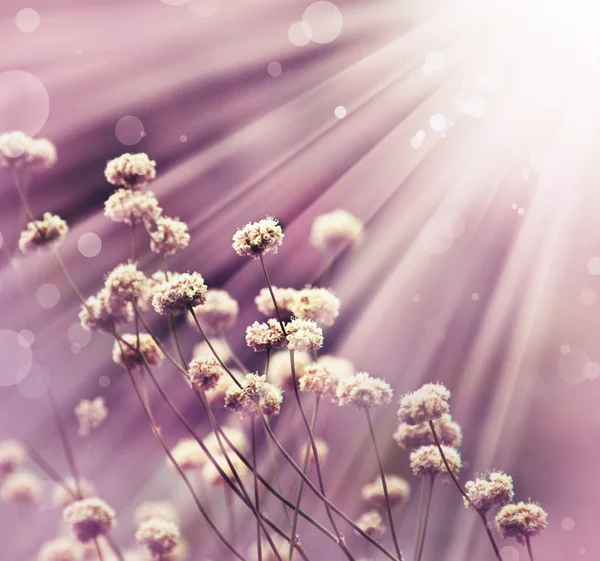 Kleurrijke bloemen met zon — Stockfoto