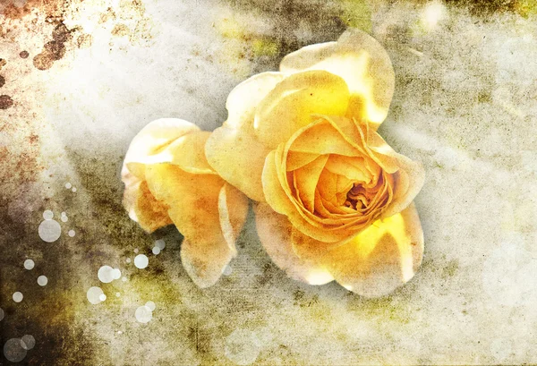 Yellow roses — Stock Photo, Image