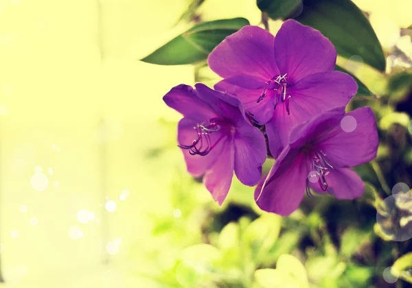 Leuchtend violette Blüten — Stockfoto