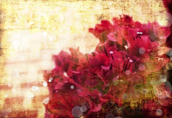 Heldere rode bloemen — Stockfoto