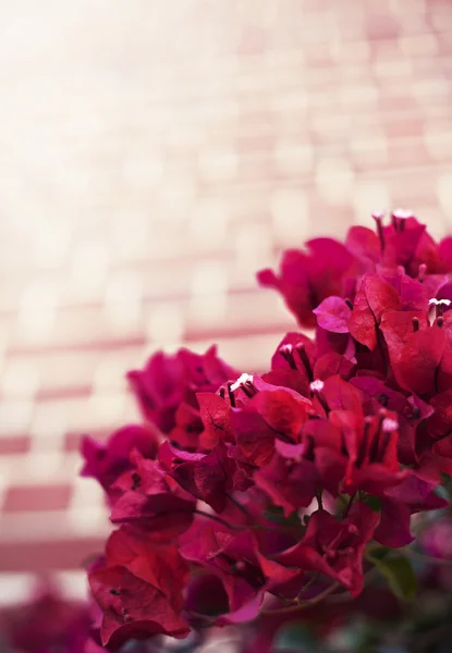 Flores rojas brillantes — Foto de Stock