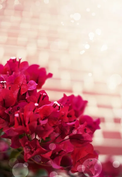 Leuchtend rote Blüten — Stockfoto