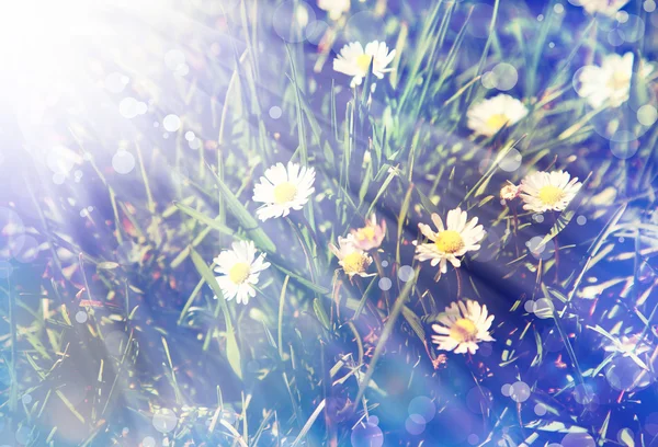 Campo de flores de manzanilla — Foto de Stock