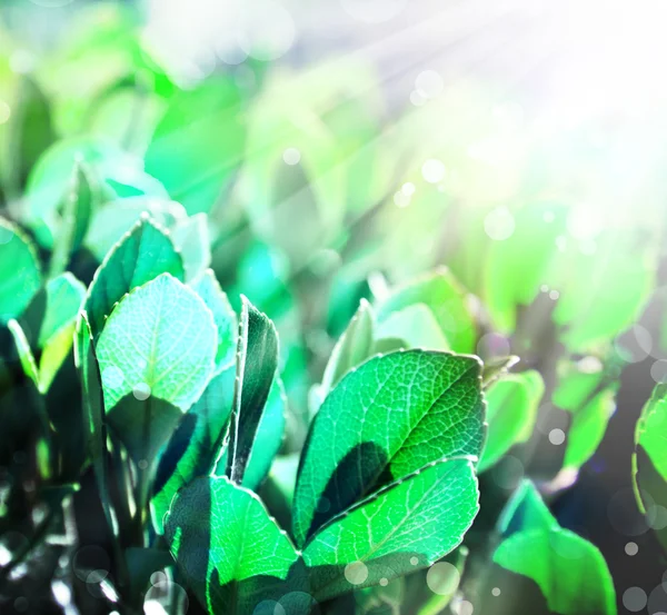 Green leaves background with sunshine — Stock Photo, Image