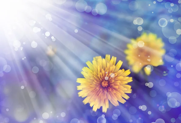 Dandelion flowers — Stock Photo, Image