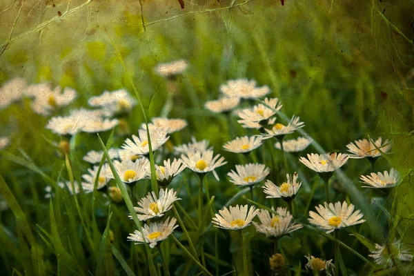 Field of chamomile flowers — Stock Photo, Image