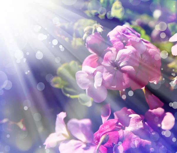 Цветы герани в саду — стоковое фото